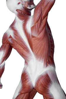 Superficial or subcutaneous fascia, Subserous or visceral fascia, Deep fascia, musculo-skeletal system