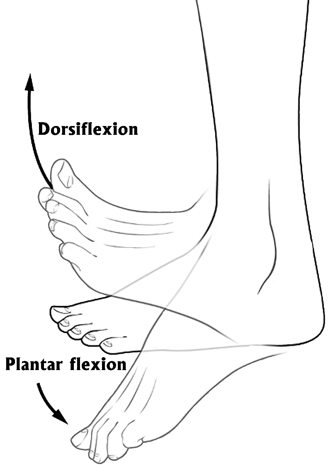 Body Movements Dorsiflexion Plantar Flexion