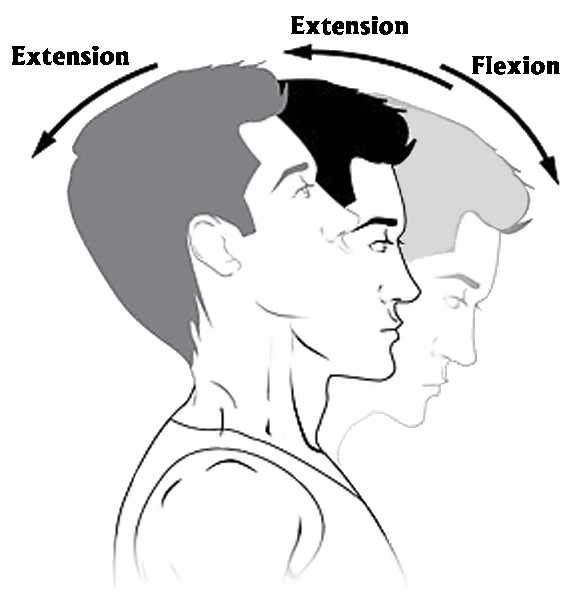 Body Movements Head Flexion Extension