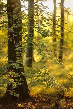 Gayles Yoga, Retreat, Friston, Forest, East Sussex