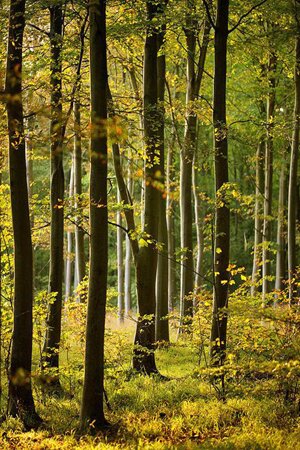 Gayles Yoga, Retreat, Friston, Forest, East Sussex