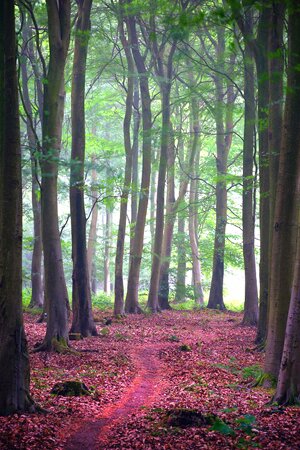Gayles Yoga, Retreat, Friston, Forest, East Sussex