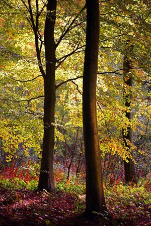 Gayles Yoga, Retreat, Friston, Forest, East Sussex