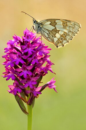 Gayles Yoga, Retreat, Friston, Forest, East Sussex